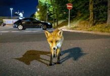 Лисиці “підсіли” на гальмівну рідину і гризуть машини