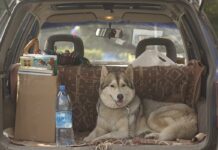 Як швидко і дешево прибрати шерсть тварин з крісел автомобіля