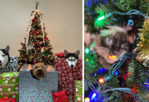 38 тварин, у яких своє ставлення до атмосфери нового року